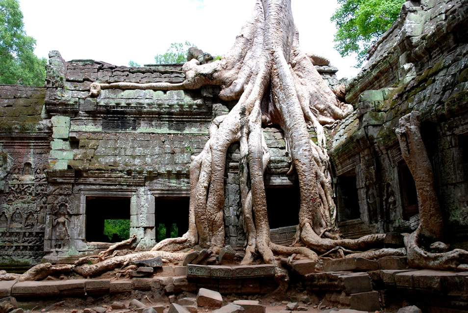 Ta Prohm temple in the Angkor complex